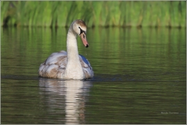 <p>Labuť velká (Cygnus olor) –--- /Mute schwan – Höckerschwan/</p>